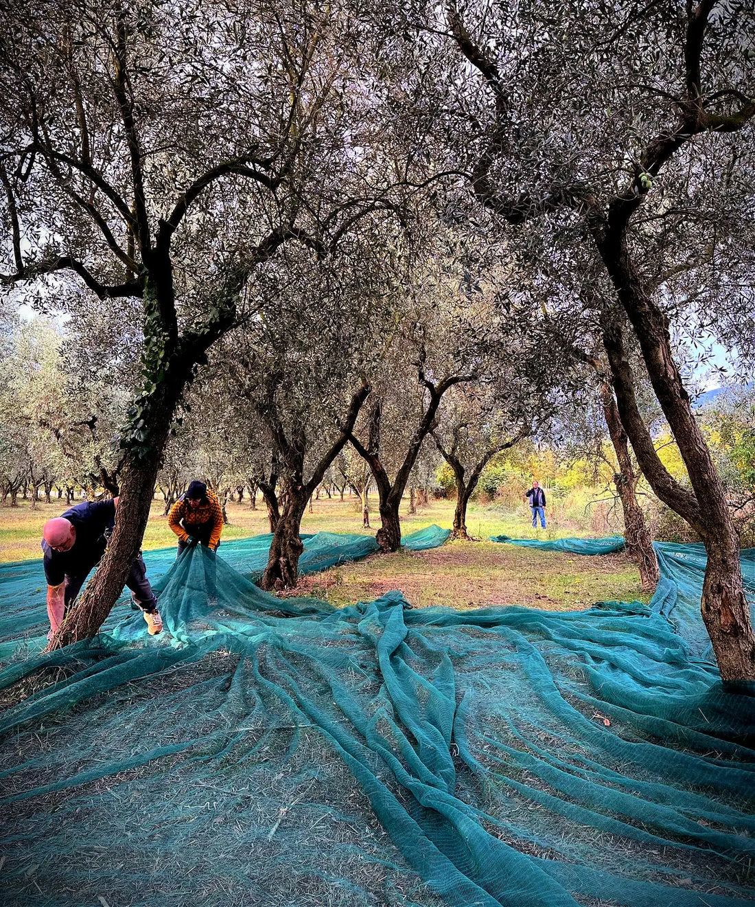 In Oliveto Citra, a Family Mill Advances Research, Sustainability, and Quality